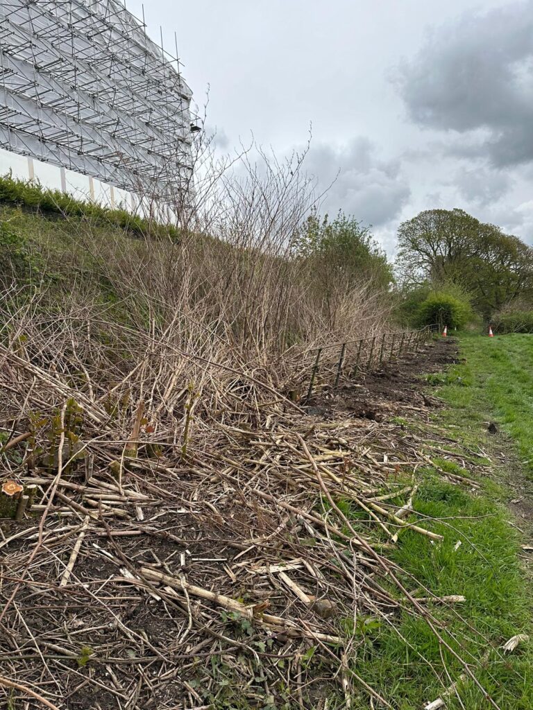 KNotweed Before 2 | Japanese knotweed | JKSL