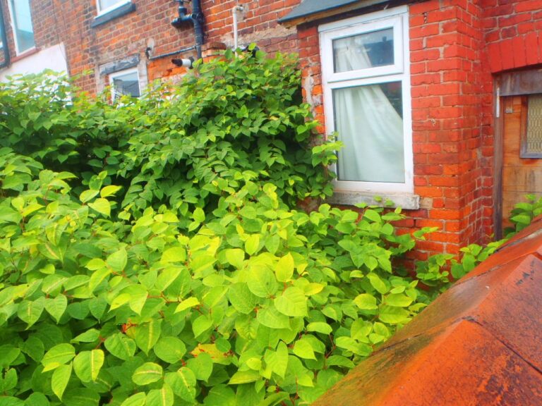 2 | Japanese knotweed | JKSL