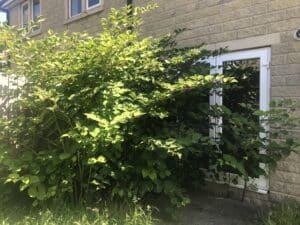 IMG 4327 | Japanese knotweed | JKSL