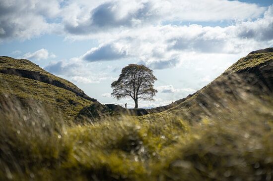 Sycamore Gap Tree arbre | Japanese knotweed | JKSL